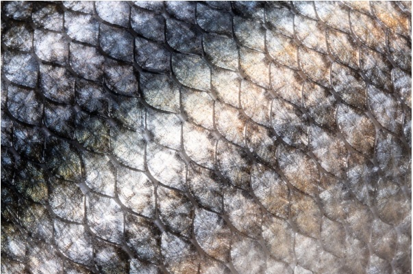 Fischhaut – eine neue Alternative in der Wundversorgung?