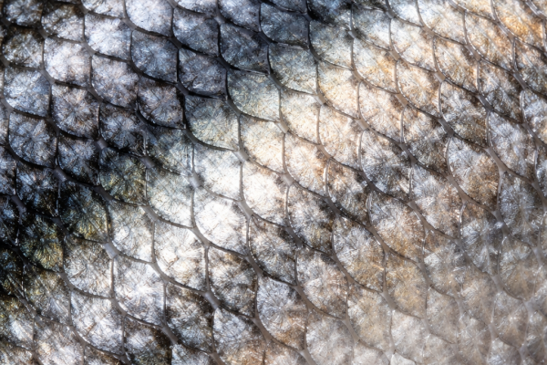 Fischhaut